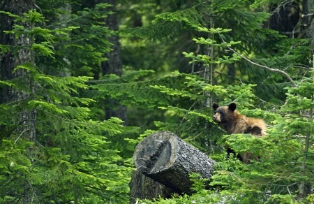 black bear in forest